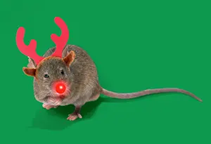Rudolph: House Mouse