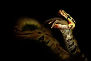 Python: House Mouse