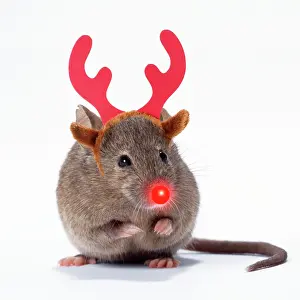 Rudolph: House Mouse