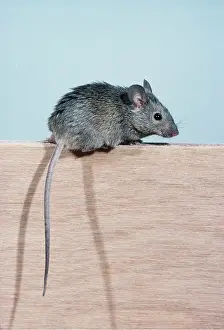 Mice: HOUSE MOUSE