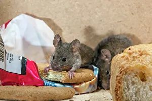 Biscuit: House Mouse - With Biscuit - UK