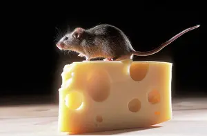 Cheese: House Mouse - on block of cheese