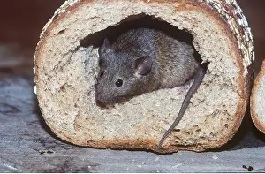 Scavenging: HOUSE MOUSE - in bread