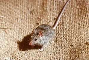 Scavenging: HOUSE MOUSE - on carpet