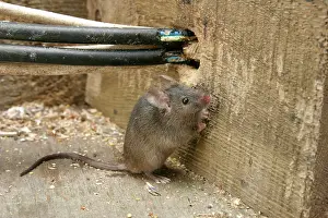 Electrical: House Mouse - By chewed electrical cables