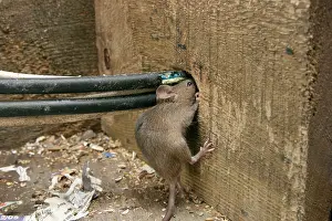 Electrical: House Mouse - Chewing hole by electrical cables