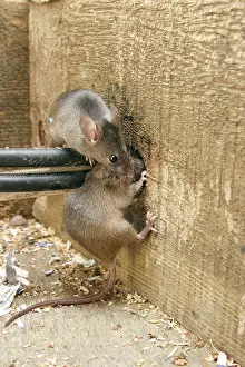 Electrical: House Mouse - Two chewing hole by electrical cables