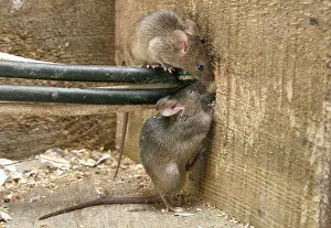 Electrical: House Mouse - Two chewing hole by electrical cables