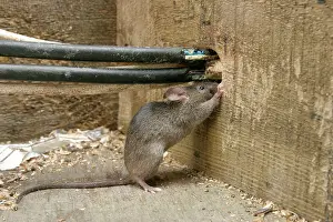 Electrical: House Mouse - Chewing hole by electrical cables