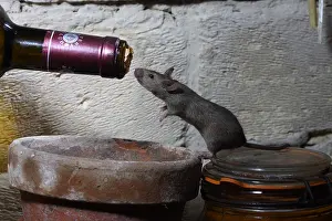 Musculus: House Mouse before a domestic bottle of wine