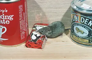 Packaging: HOUSE MOUSE - eating through food packaging