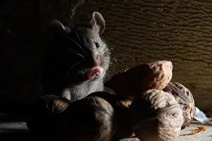 Walnuts: House Mouse eating nuts