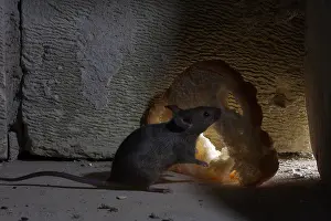 Bread: House Mouse eating a piece of bread