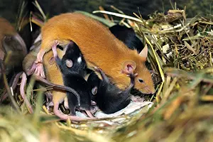 Suck: House mouse female nursing her young 10 days
