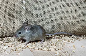 Grains: HOUSE MOUSE - with grains and sacking