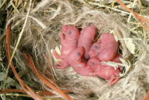 Vunerable: House MOUSE - litter of new born mice