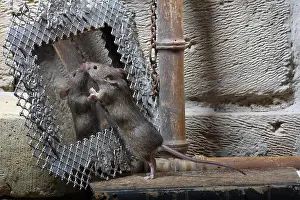 Mirrors: House Mouse against a little mirror