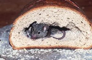 Scavenging: HOUSE MOUSE - in loaf of bread