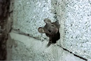 Elizabeth Bomford: HOUSE MOUSE - looking out from wall