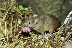 Musculus: House mouse male carrying her newborn