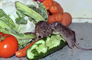 Musculus: House Mouse - mice showing social behaviour amongst