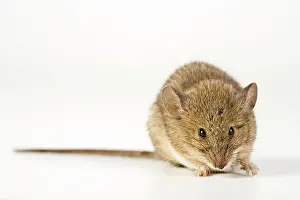 Musculus: House Mouse (Mus musculus)