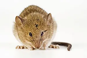Musculus: House Mouse (Mus musculus)