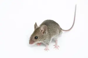 Musculus: House mouse (mus musculus)