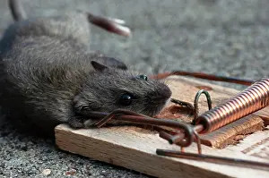 Trap: House mouse (Mus musculus) in the mousetrap, North