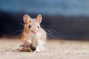 Rats: House mouse (Mus musculus), Portrait, Hesse, Germany