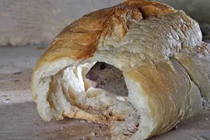 Bread: House Mouse in a piece of bread