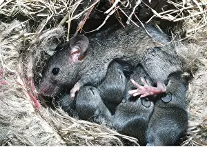 Elizabeth Bomford: HOUSE MOUSE - suckling young at 12 days