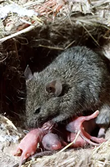 Elizabeth Bomford: HOUSE MOUSE - washing litter, 2 days old