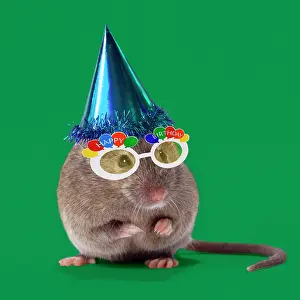 Celebrations: House Mouse wearing a party hat and happy birthday glasses