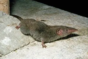 Pat Morris: HOUSE SHREW