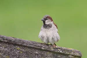 Edam: House Sparrow