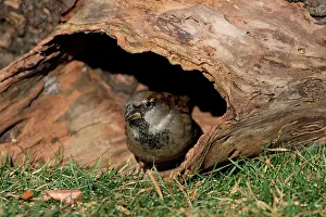 Vriezenveen: House Sparrow