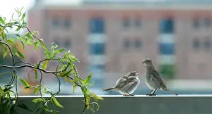 Twisted: House Sparrow