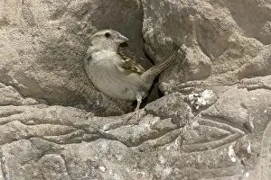 Carving: House Sparrow