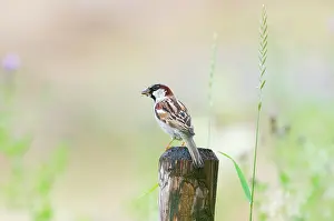 Kalkense: House Sparrow