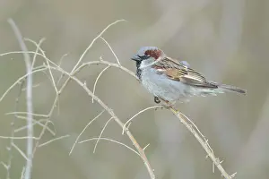 Zandvoort: House Sparrow