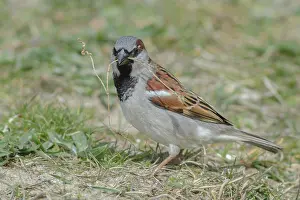 Zandvoort: House Sparrow