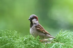 Stadt: House Sparrow