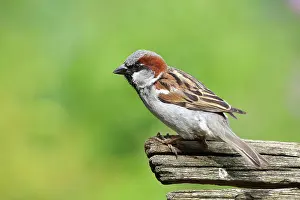 Almere: House Sparrow