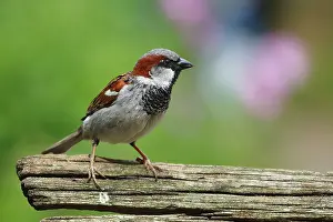 Almere: House Sparrow