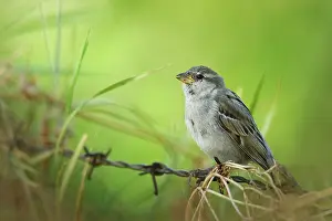 Rusenski: House Sparrow