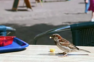 Chips: House Sparrow