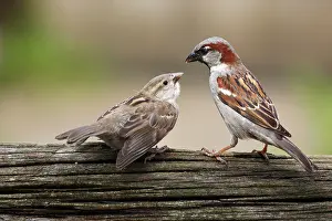 Almere: House Sparrow