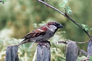 Sparrows: HOUSE SPARROW