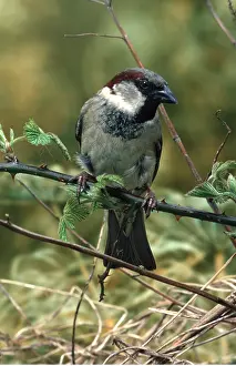 Sparrows: HOUSE SPARROW